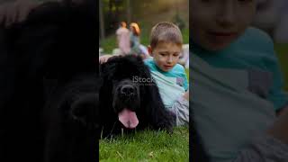 Wow Newfoundland Dogs Have Webbed Feet 🐾 [upl. by Samaj26]