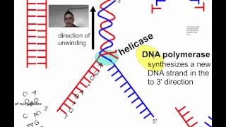 DNA Replication SL IB Biology [upl. by Lekcar693]