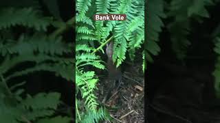 Bank Vole in Currabinny Woods Ireland nature mammals vole rodents bankvole voles [upl. by Aurita]