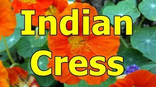 Indian Cress  Tropaeolum majus HD Video 01 [upl. by Elimaj172]