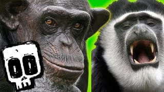 Chimps vs Colobus  Deadliest Showdowns Ep 5  BBC Earth Explore [upl. by Nazus]