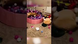 17funny cat pet catcat catshorts funnycats catvideos foryou fyp fypシ゚viral fypyoutube [upl. by Eineg688]