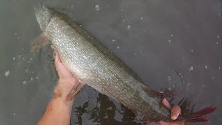 Lure Fishing 73  Northern Pike and Big Smallmouth Bass Fishing with Spoons and Jigs [upl. by Owiat]