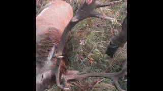 Red Stag Hunting in Belarus redstag hunting deer deerhunting rothirsch brunftjagd hunt охота [upl. by Azelea]