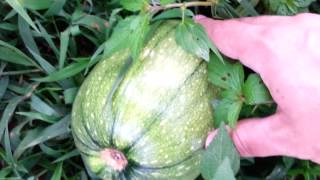 Pumpkins Growing Along With Weeds And Grass  quotDo Nothing Farmingquot  Fukuoka Style [upl. by Ahsataj]