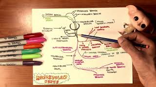 Trigeminal Mandibular and Facial Nerves Anatomy 2 TTF [upl. by Nage]