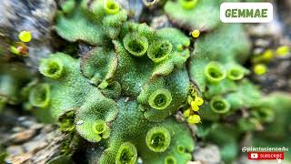 Gemmae in Marchantia  Bryophytes plantscience4u [upl. by Akinehs]