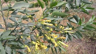 Para Que Sirve La Nicotiana Glauca Propiedades [upl. by Limbert]