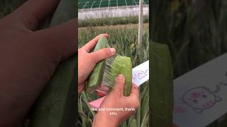 Amazing aloe vera cutting EP104 aloevera naturel shorts naturebd1m satisfying [upl. by Hekker906]