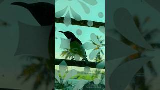 Sunbird video  Bird video  sparrow video sunbird sparrow birds [upl. by Ahsinoj695]