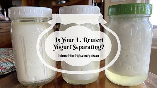 Podcast Episode 267 Is Your L Reuteri Yogurt Separating [upl. by Yci]