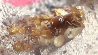 Camponotus castaneus video journal  Part 1 quotThe Innquot formicarium [upl. by Simmie]