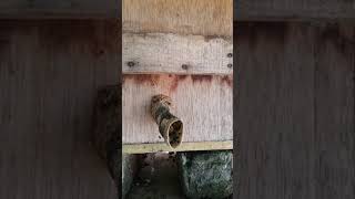 Stingless Bee Tetragonula Biroi Hive [upl. by Ogden369]