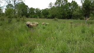 Sheep and goat tall grass grazing  Soothe Sound of Nature [upl. by Russia979]