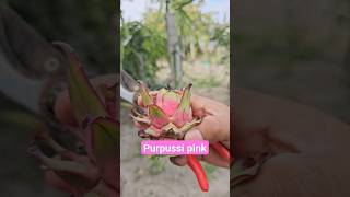 pitahaya purpussi pink pitahayas roja cosecha [upl. by Kayla]