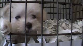 Puppy Mills Supplying NY Pet Stores [upl. by Jasun]