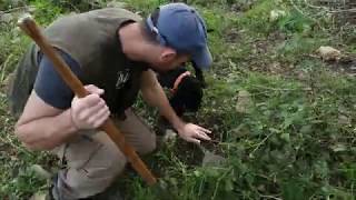 Truffle hunting  a day with an italian truffle hunter [upl. by Nyasuh]