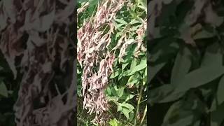 Wilt disease of Pigeonpea  Plant pathology  Wilt disease [upl. by Llenyt391]