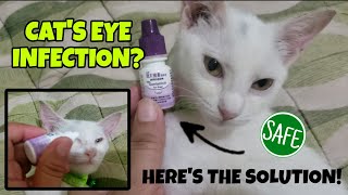 HOW TO TREAT CAT EYE INFECTION MURANG EYEDROP 85 PESOS LANG NPAKAEFFECTIVE PA [upl. by Bergquist]