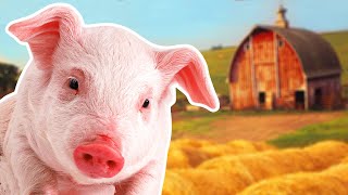 Pigs for Kids  Year of the Pig 2019  Wild Animals [upl. by Aleahs]