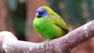 BlueFaced Parrotfinch [upl. by Griseldis835]