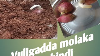 vuligadda molaka vachindi vuligadda molaka [upl. by Woehick]