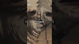 Животное которое никогда не пьёт воду🐪🐫shorts факты животные animalfacts nature animals fyp [upl. by Fevre]