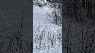 Willow Ptarmigans [upl. by Ahsenaj]