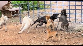 Many stray dog do angry with black dog [upl. by Nhguavad419]