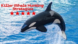 Killer Whale Hunting Strategies How Orcas Dominate the Ocean [upl. by Belcher]