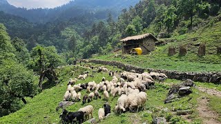 Nepal mountain village life  Sheep shepherds life  Shepherds food cooking  Rural nepal life [upl. by Chong628]