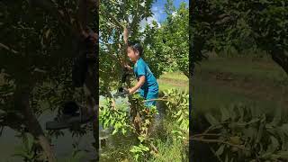 Chàng trai tốt bụng trèo lên cây hái quả cho mẹ ăn và cái kếtadungtv1 shortvideo cute [upl. by Sirromal]