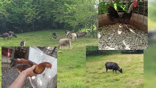 Charla sobre gallos y gallinas super finascrianza video chicken gallinas [upl. by Zantos23]