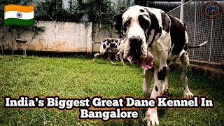 Indias Biggest Great Dane Kennel In Bangalore  Best Harlequin Great Dane Breeder India [upl. by Laekcim618]