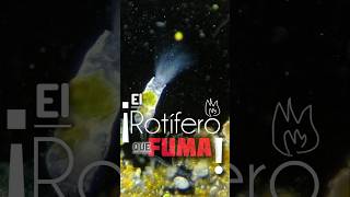 ¡El Rotífero que Fuma Collotheca coronetta [upl. by Donal]