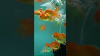 Oranda gold  Red cap High quality orandagoldfish aquarium viralshorts reels [upl. by Cichocki760]