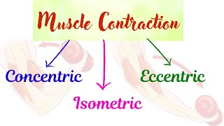 Isometric concentric eccentric contraction with example [upl. by Mayhew]