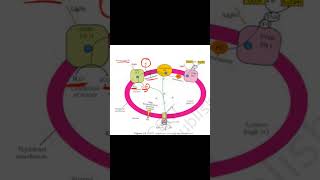 Chemiosmosis in chloroplast diagram explained neetbiology cbsebiology class11th [upl. by Eittak]