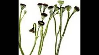 dinkman84cooksonia is believed to be the first land plant with vascular tissue [upl. by Ahsikyt]