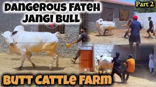 Butt Cattle Farm  part 2  Dangerous Fateh Jangi bulls 2024  Bull For Qurbani 2024  Bakra Mandi [upl. by Ode]