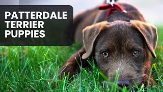 All You Need to Know About Patterdale Terrier Puppies [upl. by Haimirej]