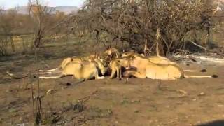 Lions Eating a Wildebeest [upl. by Nozicka]