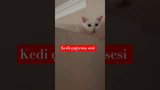 Kedi çağırma sesi deniyorum 😸🫶cat kedi youtubeshorts catlover [upl. by Bernice535]