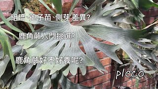 Pleco鹿角蕨新手入門全攻略 入門選擇amp鹿角蕨 [upl. by Alaaj]