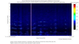 Repeated Southern Resident Killer Whale JPod Calls [upl. by Moguel890]