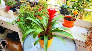 Guzmania beautiful Flower [upl. by Ferdie]