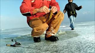 Utah lake ice fishing white bass [upl. by Goober]