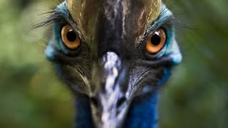 Cassowary The Fierce and Fearsome [upl. by Key]