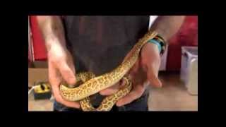 Truth About Burmese Pythons [upl. by Jedediah]