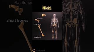 Bones In Human Body  Bones Classification by shapes  part 1 [upl. by Gasparo]